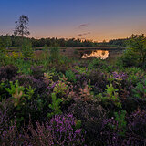 Sunrise at the heathlands